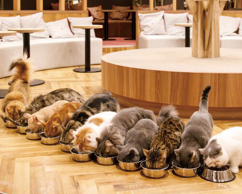 エサを食べている11匹の猫